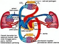 sistem peredaran darah dan pernapasan - Kelas 5 - Kuis