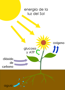 fotosíntesis Tarjetas didácticas - Quizizz