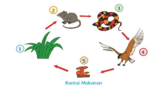 rantai makanan - Kelas 12 - Kuis