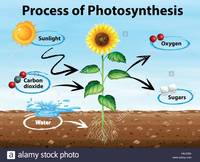 photosynthesis - Year 8 - Quizizz