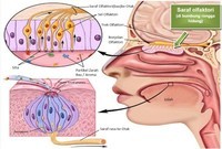 struktur dan replikasi DNA - Kelas 5 - Kuis