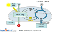 quang hợp Flashcards - Quizizz