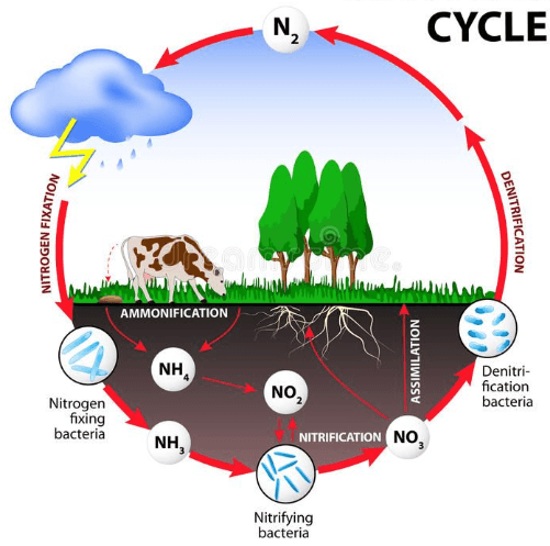 Nitrogen Cycle | Quizizz