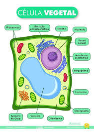 metabolizm - Klasa 4 - Quiz