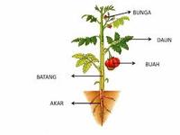 bagian-bagian tumbuhan dan fungsinya - Kelas 8 - Kuis