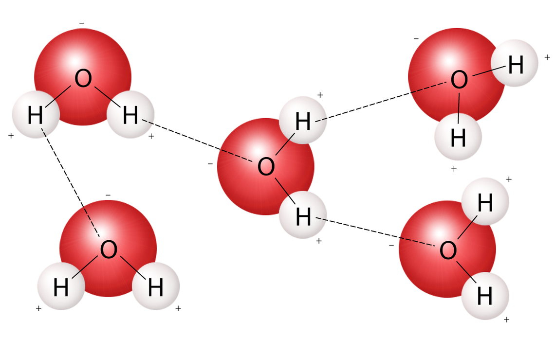 The Attractive Forces Between Water Molecules Are Termed