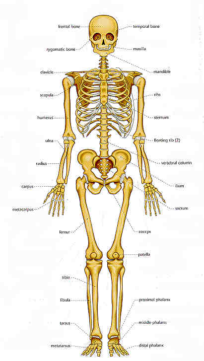 Bones | Physical Ed - Quizizz