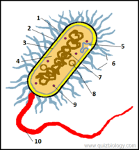 structure of a cell - Class 12 - Quizizz