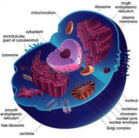 estructura de una celula Tarjetas didácticas - Quizizz