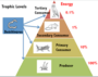 Trophic Levels