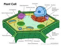 plant cell diagram - Class 11 - Quizizz