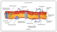 developmental biology - Grade 11 - Quizizz