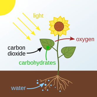 photosynthesis - Year 12 - Quizizz