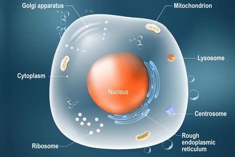 plant and animal cell - Class 6 - Quizizz