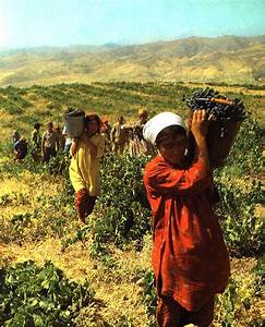 Workers In The Vineyard | Quizizz