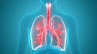 the circulatory and respiratory systems - Grade 4 - Quizizz