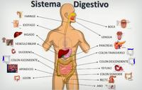 os sistemas digestivo e excretor - Série 3 - Questionário