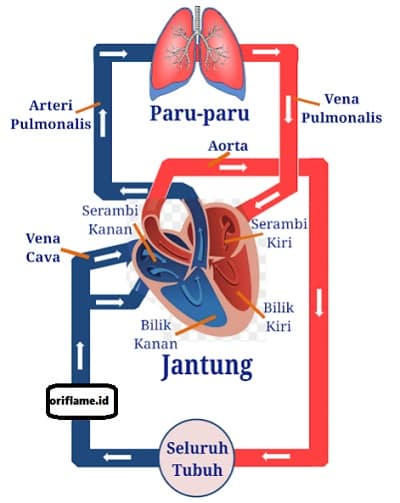 sistem reproduksi - Kelas 5 - Kuis