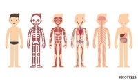 the circulatory and respiratory systems - Year 5 - Quizizz