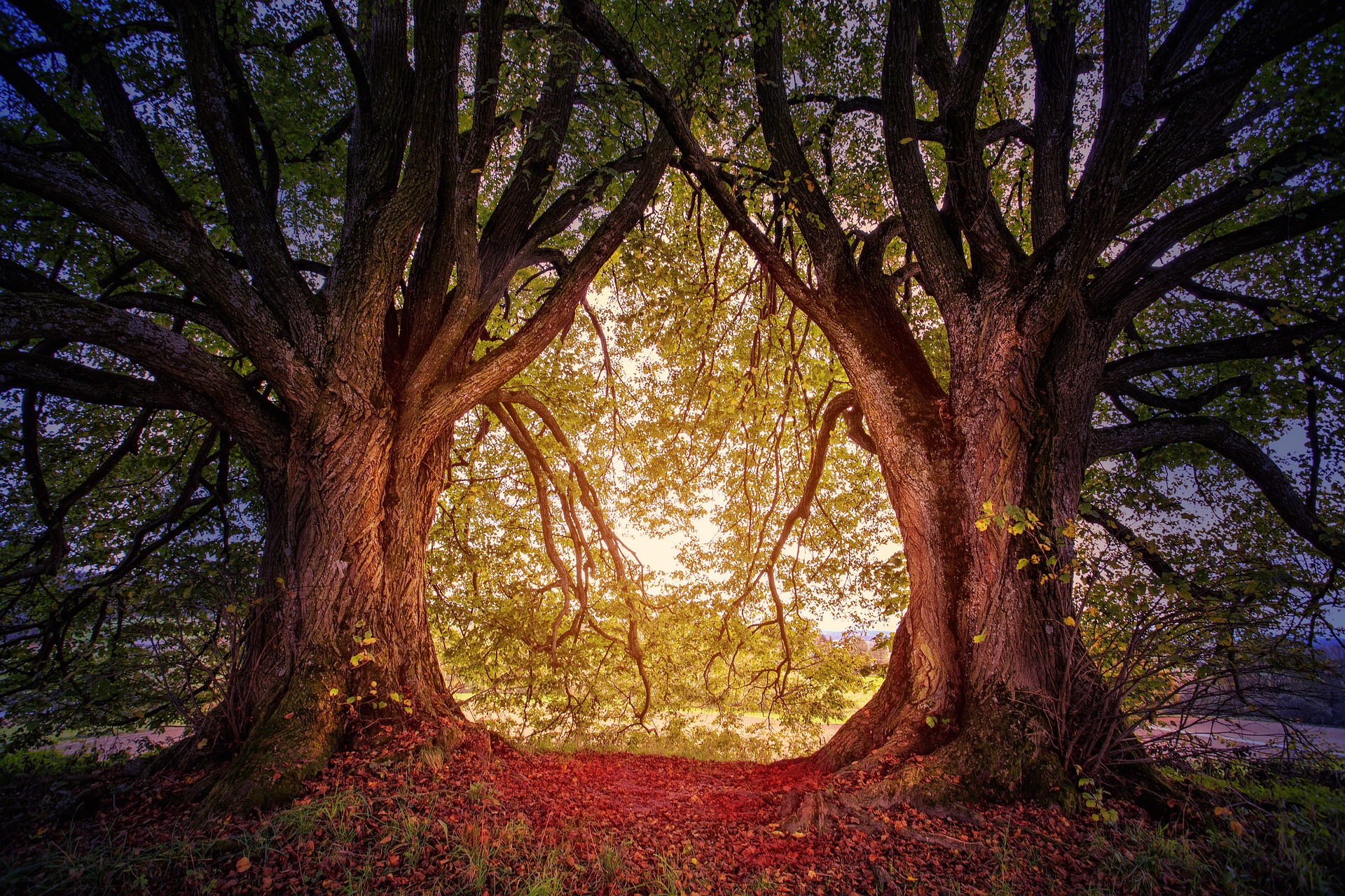 evolution and the tree of life - Class 9 - Quizizz