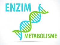 metabolism - Class 11 - Quizizz