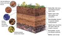 soils - Year 9 - Quizizz