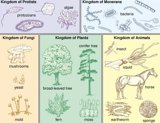 Classification of Living Things | Biology Quiz - Quizizz