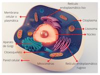 macromoléculas - Grado 5 - Quizizz