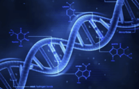 Struktura i replikacja DNA - Klasa 11 - Quiz