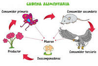 cadena de comida - Grado 9 - Quizizz