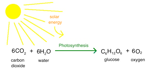 photosynthesis - Year 12 - Quizizz