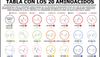 Aminoácidos - Grado 12 - Quizizz