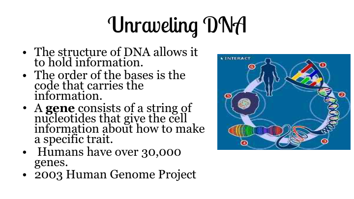 How DNA Works | Science - Quizizz