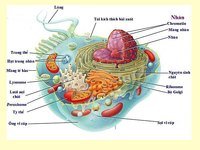 cấu trúc của tế bào - Lớp 10 - Quizizz