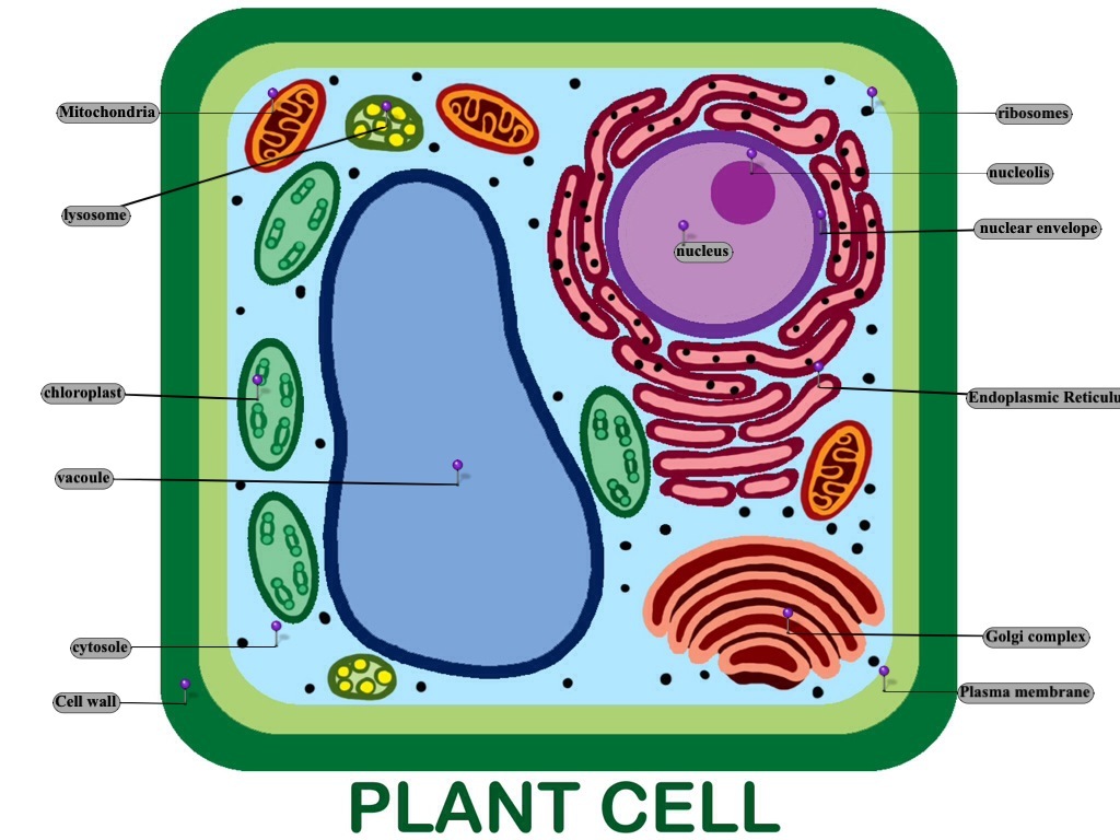 Labeling A Plant Cell Biology Quiz Quizizz