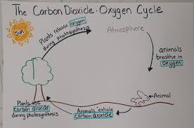 SCIENCE STAAR (CO2-O2 cycle--STREAMLINED) Quiz - Quizizz