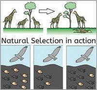 natural selection - Class 5 - Quizizz