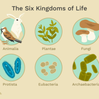 bacteria and archaea - Class 5 - Quizizz