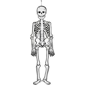 S2 The Skeletal System | Quizizz