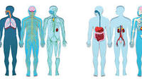 the digestive and excretory systems - Grade 7 - Quizizz