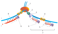 estructura y replicación del adn - Grado 11 - Quizizz