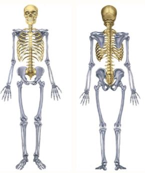 Skeletal System Exam Practice #1 Quiz - Quizizz