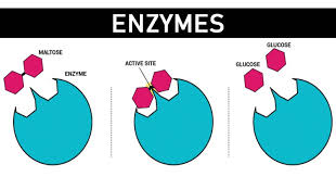 enzymy - Klasa 11 - Quiz