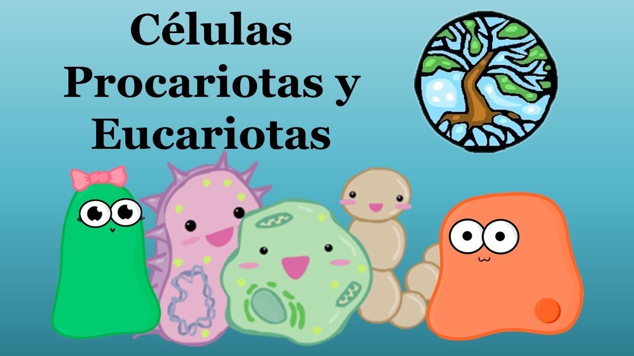 procariontes e eucariontes Flashcards - Questionário