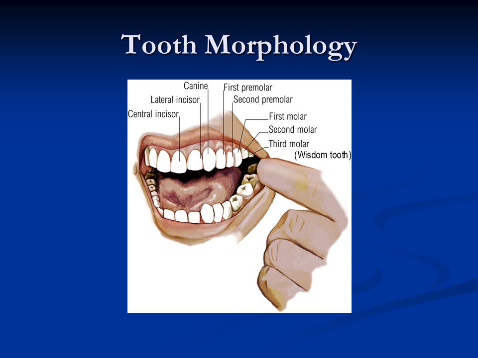 Tooth Morphology | Biology Quiz - Quizizz