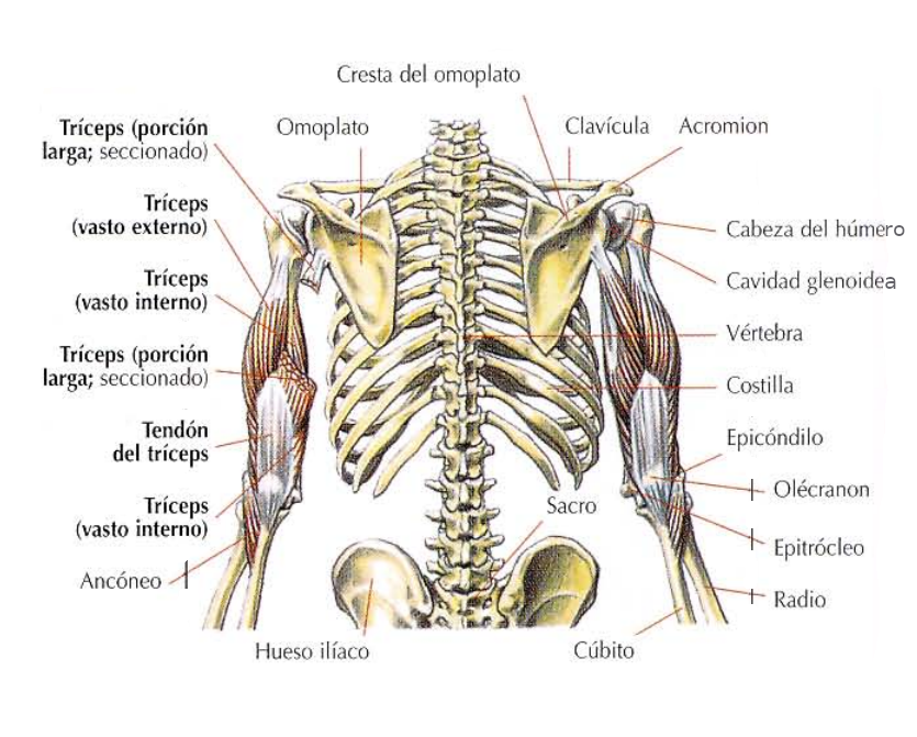 Centro de Alineación y Ajuste Articular - 🔈 ¿POR QUÉ TIENE GLUTEOS  DÉBILES? ANATOMÍA Los tres músculos de los glúteos se encuentran en la  región de los glúteos, en la profundidad del