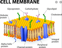 the cell membrane - Class 5 - Quizizz