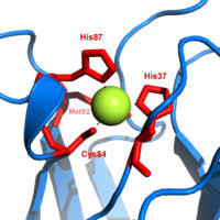 rna and protein synthesis - Year 1 - Quizizz