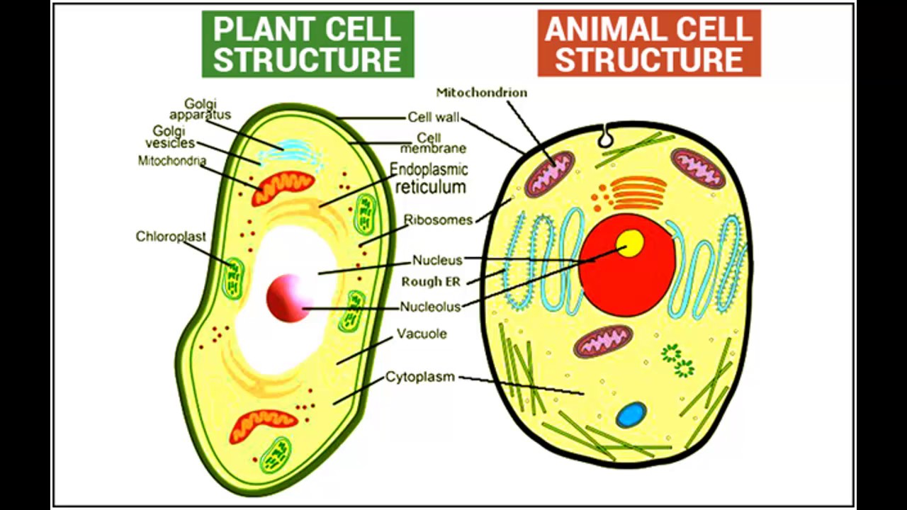 Plant and Animal Cells | Science - Quizizz