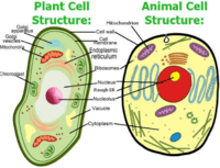 Cellular Organelles Bio 3b Quiz Quizizz